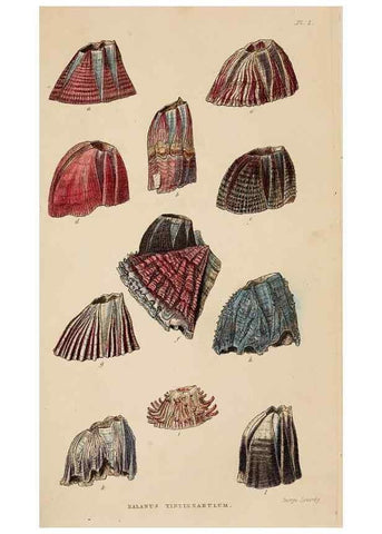 Reproducción/Reproduction 7509337654: A monograph on the sub-class Cirripedia,. London,Ray society,1851-54.