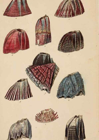 Reproducción/Reproduction 7509337654: A monograph on the sub-class Cirripedia,. London,Ray society,1851-54.