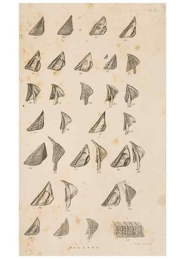 Reproducción/Reproduction 7509339390: A monograph on the sub-class Cirripedia,. London,Ray society,1851-54.