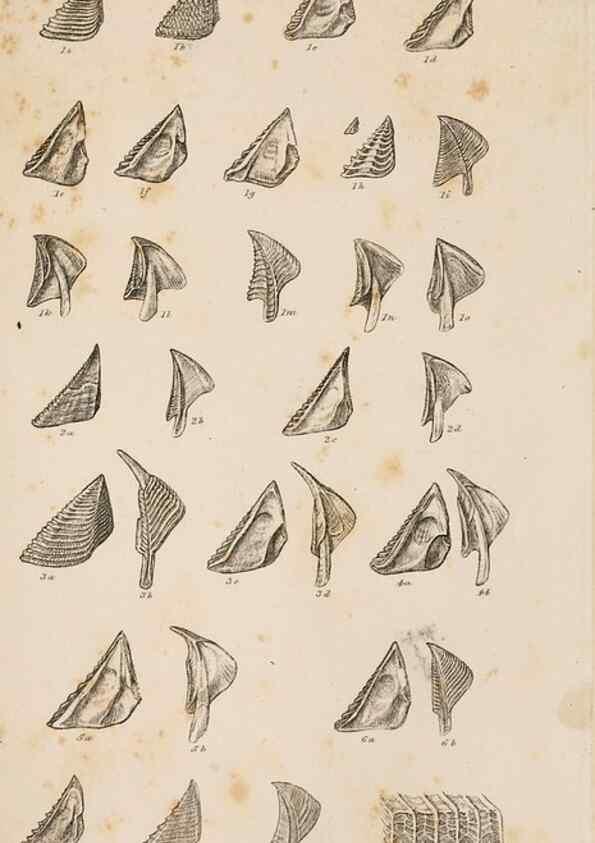 Reproducción/Reproduction 7509339390: A monograph on the sub-class Cirripedia,. London,Ray society,1851-54.