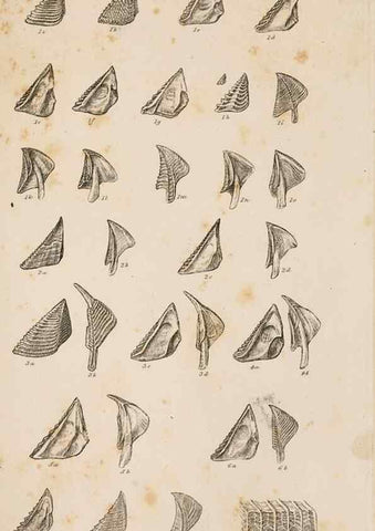 Reproducción/Reproduction 7509339390: A monograph on the sub-class Cirripedia,. London,Ray society,1851-54.