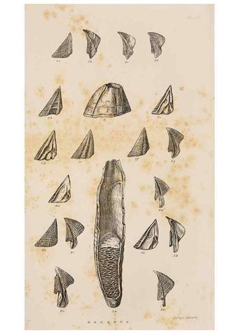 Reproducción/Reproduction 7509343478: A monograph on the sub-class Cirripedia,. London,Ray society,1851-54.