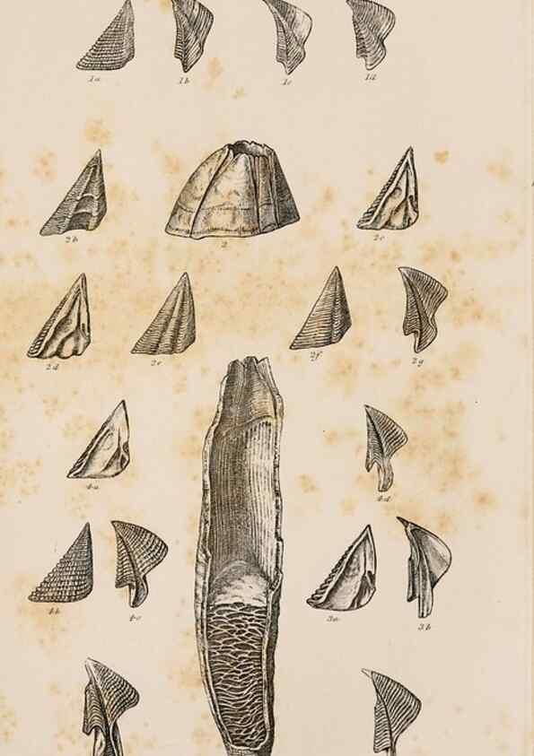 Reproducción/Reproduction 7509343478: A monograph on the sub-class Cirripedia,. London,Ray society,1851-54.