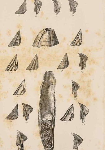 Reproducción/Reproduction 7509343478: A monograph on the sub-class Cirripedia,. London,Ray society,1851-54.