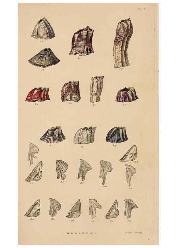 Reproducción/Reproduction 7509346182: A monograph on the sub-class Cirripedia,. London,Ray society,1851-54.