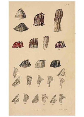 Reproducción/Reproduction 7509346182: A monograph on the sub-class Cirripedia,. London,Ray society,1851-54.