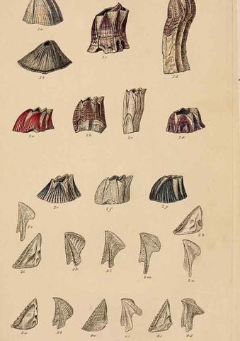 Reproducción/Reproduction 7509346182: A monograph on the sub-class Cirripedia,. London,Ray society,1851-54.