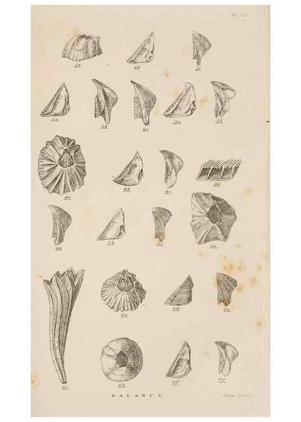 Reproducción/Reproduction 7509347946: A monograph on the sub-class Cirripedia,. London,Ray society,1851-54.