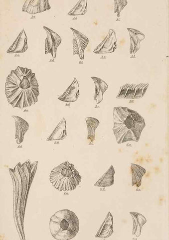 Reproducción/Reproduction 7509347946: A monograph on the sub-class Cirripedia,. London,Ray society,1851-54.