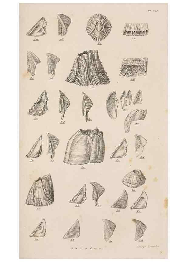 Reproducción/Reproduction 7509350072: A monograph on the sub-class Cirripedia,. London,Ray society,1851-54.