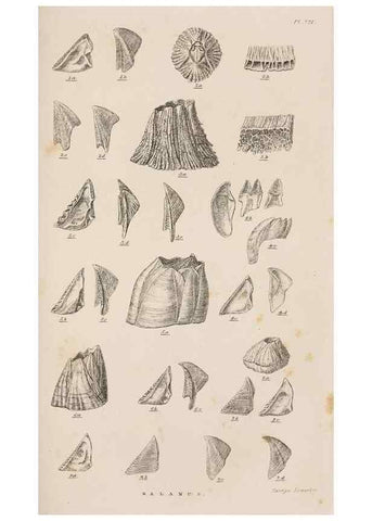 Reproducción/Reproduction 7509350072: A monograph on the sub-class Cirripedia,. London,Ray society,1851-54.