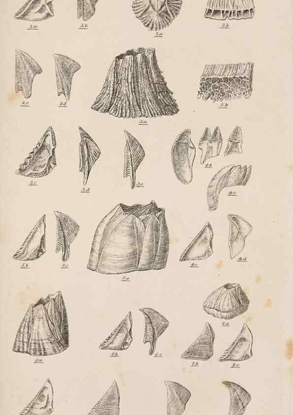 Reproducción/Reproduction 7509350072: A monograph on the sub-class Cirripedia,. London,Ray society,1851-54.