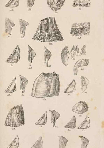 Reproducción/Reproduction 7509350072: A monograph on the sub-class Cirripedia,. London,Ray society,1851-54.