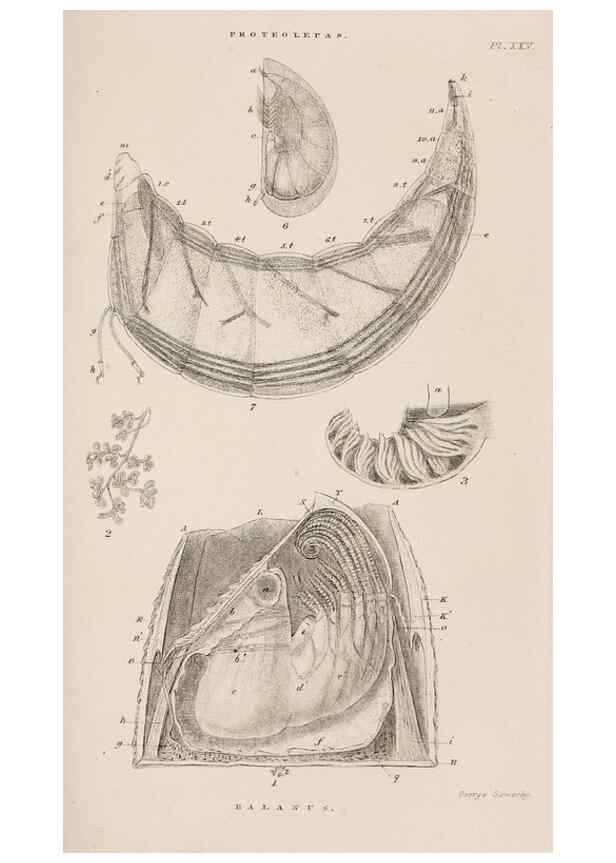 Reproducción/Reproduction 7509352482: A monograph on the sub-class Cirripedia,. London,Ray society,1851-54.