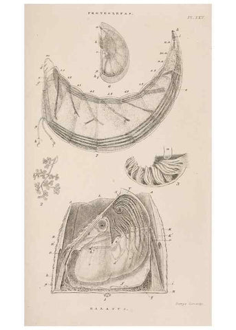 Reproducción/Reproduction 7509352482: A monograph on the sub-class Cirripedia,. London,Ray society,1851-54.