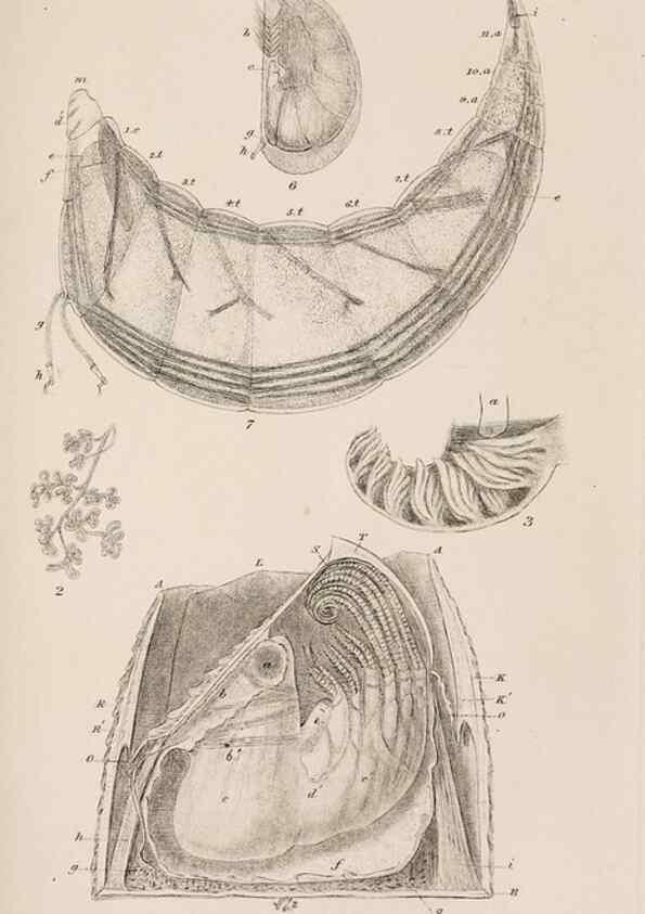 Reproducción/Reproduction 7509352482: A monograph on the sub-class Cirripedia,. London,Ray society,1851-54.