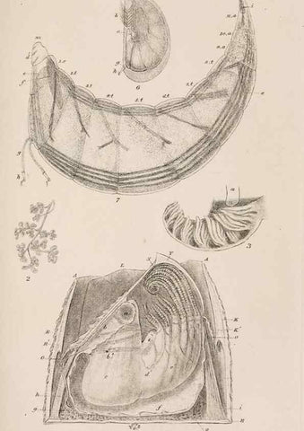 Reproducción/Reproduction 7509352482: A monograph on the sub-class Cirripedia,. London,Ray society,1851-54.