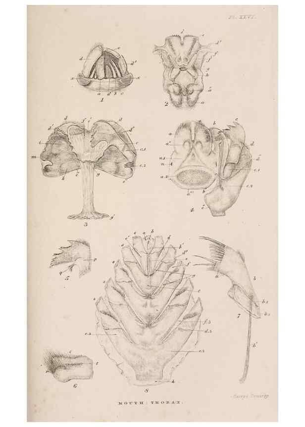 Reproducción/Reproduction 7509353610: A monograph on the sub-class Cirripedia,. London,Ray society,1851-54.