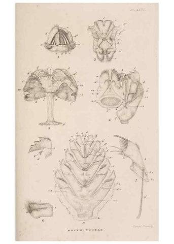 Reproducción/Reproduction 7509353610: A monograph on the sub-class Cirripedia,. London,Ray society,1851-54.