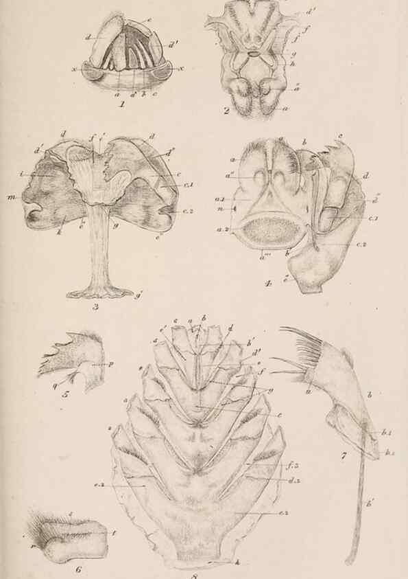 Reproducción/Reproduction 7509353610: A monograph on the sub-class Cirripedia,. London,Ray society,1851-54.