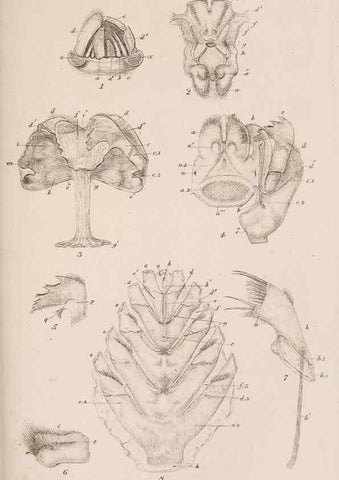 Reproducción/Reproduction 7509353610: A monograph on the sub-class Cirripedia,. London,Ray society,1851-54.