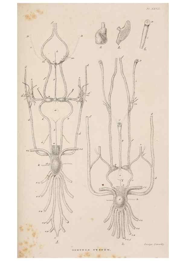 Reproducción/Reproduction 7509354722: A monograph on the sub-class Cirripedia,. London,Ray society,1851-54.