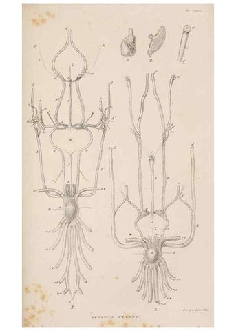 Reproducción/Reproduction 7509354722: A monograph on the sub-class Cirripedia,. London,Ray society,1851-54.