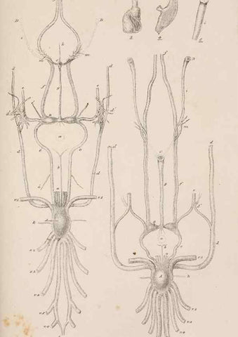 Reproducción/Reproduction 7509354722: A monograph on the sub-class Cirripedia,. London,Ray society,1851-54.