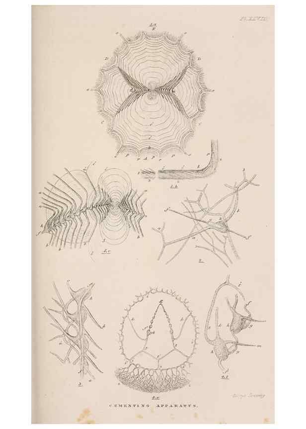 Reproducción/Reproduction 7509356668: A monograph on the sub-class Cirripedia,. London,Ray society,1851-54.