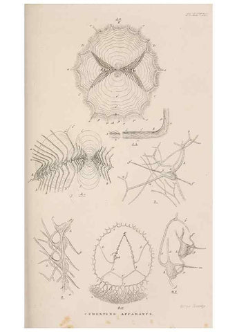Reproducción/Reproduction 7509356668: A monograph on the sub-class Cirripedia,. London,Ray society,1851-54.