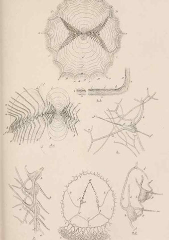 Reproducción/Reproduction 7509356668: A monograph on the sub-class Cirripedia,. London,Ray society,1851-54.