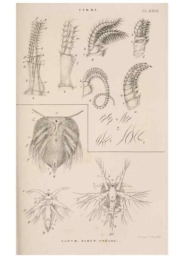 Reproducción/Reproduction 7509357964: A monograph on the sub-class Cirripedia,. London,Ray society,1851-54.