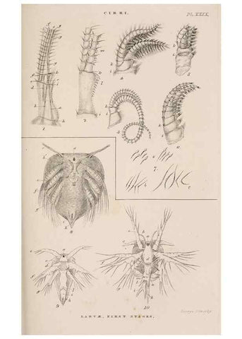 Reproducción/Reproduction 7509357964: A monograph on the sub-class Cirripedia,. London,Ray society,1851-54.