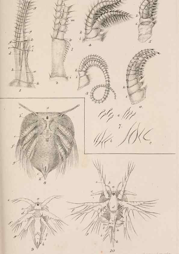 Reproducción/Reproduction 7509357964: A monograph on the sub-class Cirripedia,. London,Ray society,1851-54.