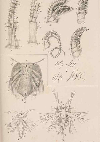 Reproducción/Reproduction 7509357964: A monograph on the sub-class Cirripedia,. London,Ray society,1851-54.