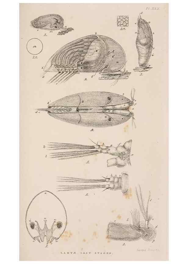 Reproducción/Reproduction 7509359552: A monograph on the sub-class Cirripedia,. London,Ray society,1851-54.