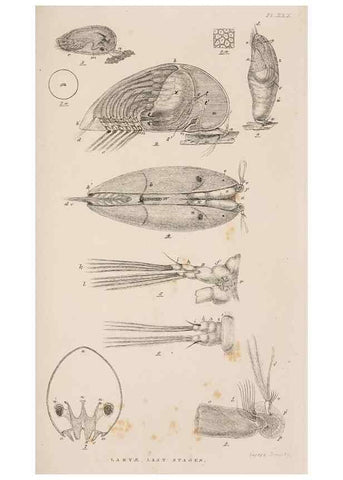 Reproducción/Reproduction 7509359552: A monograph on the sub-class Cirripedia,. London,Ray society,1851-54.