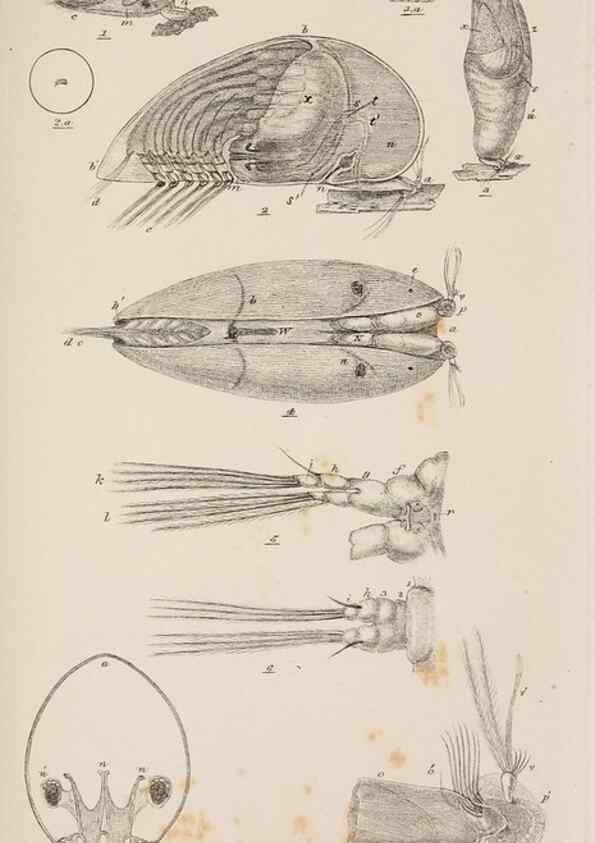 Reproducción/Reproduction 7509359552: A monograph on the sub-class Cirripedia,. London,Ray society,1851-54.