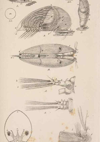 Reproducción/Reproduction 7509359552: A monograph on the sub-class Cirripedia,. London,Ray society,1851-54.