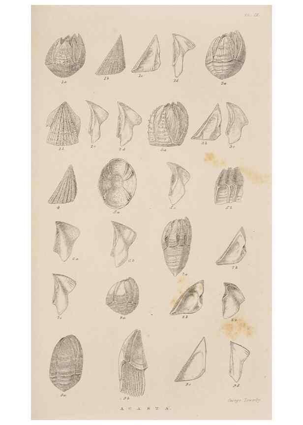 Reproducción/Reproduction 7509360984: A monograph on the sub-class Cirripedia,. London,Ray society,1851-54.