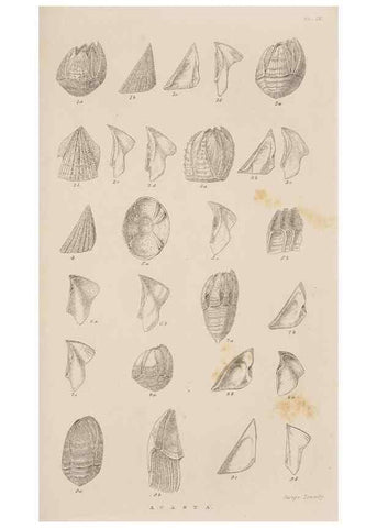 Reproducción/Reproduction 7509360984: A monograph on the sub-class Cirripedia,. London,Ray society,1851-54.