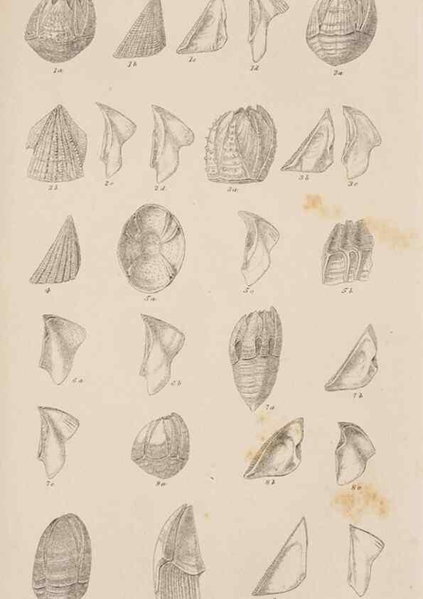 Reproducción/Reproduction 7509360984: A monograph on the sub-class Cirripedia,. London,Ray society,1851-54.