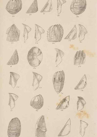 Reproducción/Reproduction 7509360984: A monograph on the sub-class Cirripedia,. London,Ray society,1851-54.