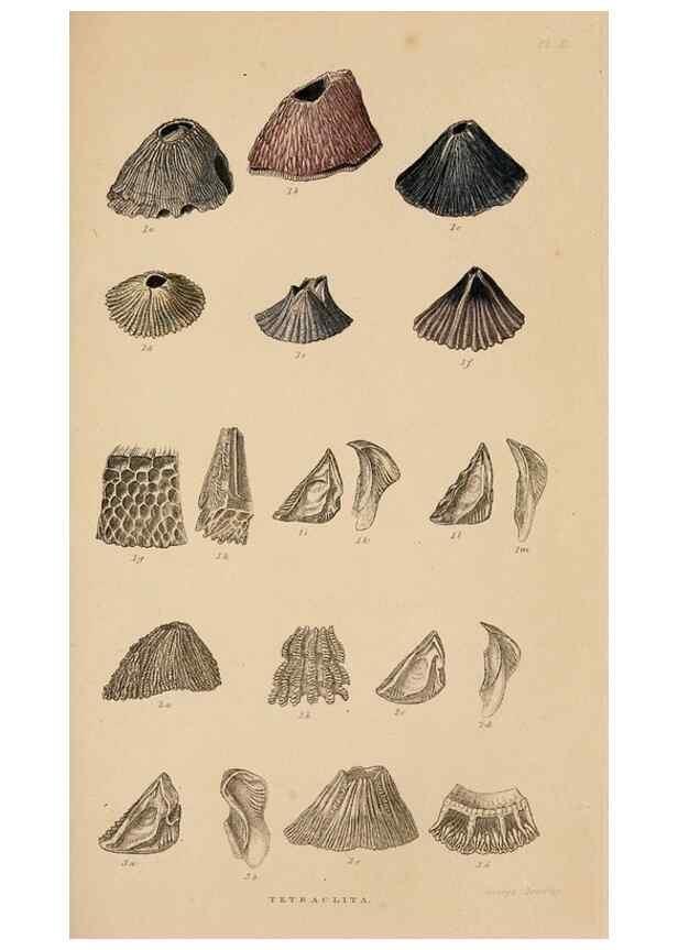 Reproducción/Reproduction 7509362998: A monograph on the sub-class Cirripedia,. London,Ray society,1851-54.