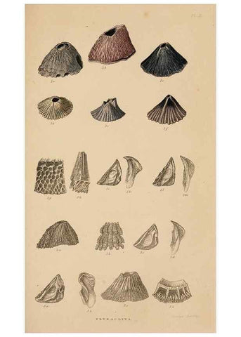 Reproducción/Reproduction 7509362998: A monograph on the sub-class Cirripedia,. London,Ray society,1851-54.