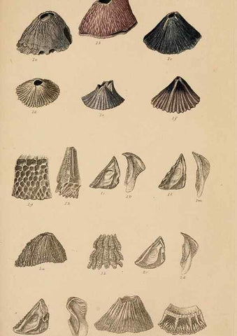Reproducción/Reproduction 7509362998: A monograph on the sub-class Cirripedia,. London,Ray society,1851-54.