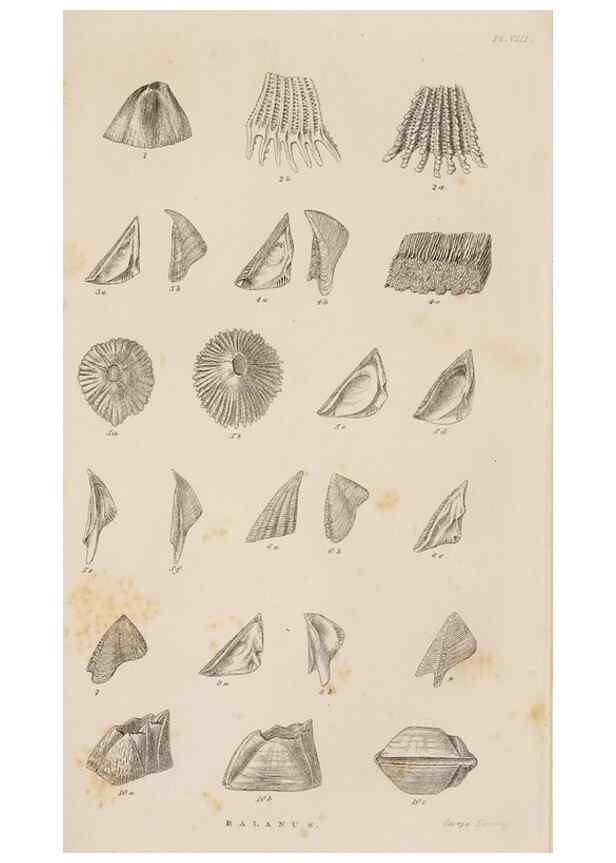 Reproducción/Reproduction 7509334940: A monograph on the sub-class Cirripedia,. London,Ray society,1851-54.