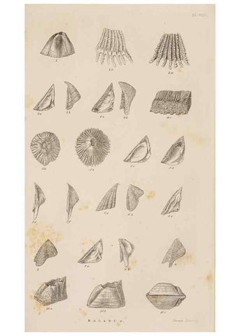 Reproducción/Reproduction 7509334940: A monograph on the sub-class Cirripedia,. London,Ray society,1851-54.