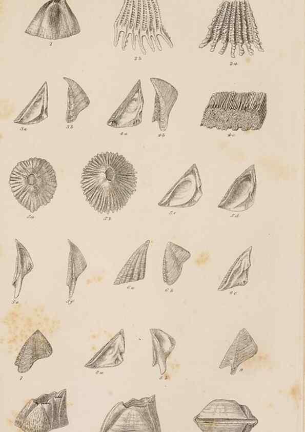 Reproducción/Reproduction 7509334940: A monograph on the sub-class Cirripedia,. London,Ray society,1851-54.
