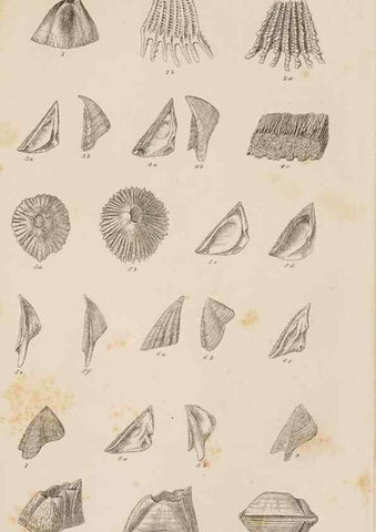 Reproducción/Reproduction 7509334940: A monograph on the sub-class Cirripedia,. London,Ray society,1851-54.